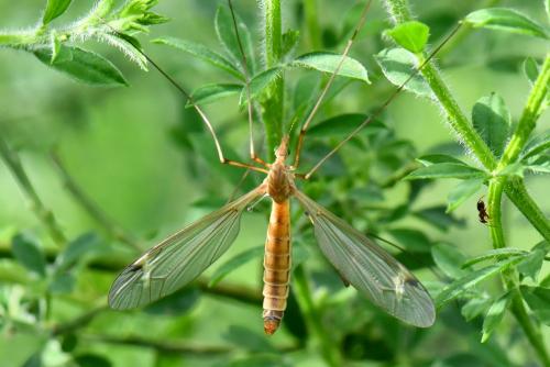 Tipula helvola